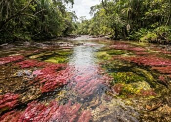 A planta que colore o rio Caño Cristales na Colômbia