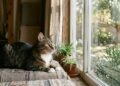 Expectativa de vida dos gatos e cuidados preventivos