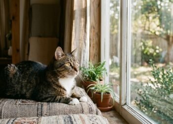 Expectativa de vida dos gatos e cuidados preventivos