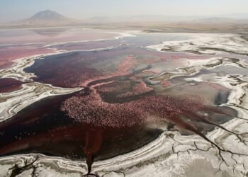 Por que o Lago Natron é vermelho e abriga flamingos