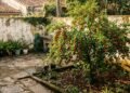Sete frutíferas para quintais com espaço limitadoSete frutíferas para quintais com espaço limitado