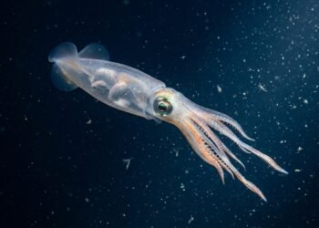 Primeiro registro de lula-colossal viva nas profundezas do oceano