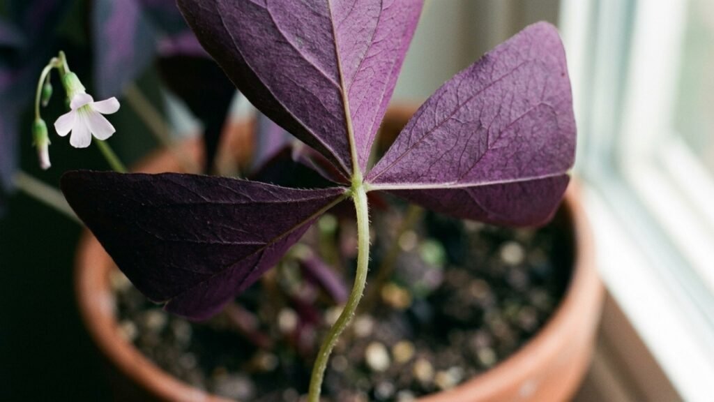 Movimento das folhas e cultivo do trevo-roxo