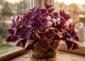 Movimento das folhas e cultivo do trevo-roxo