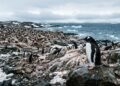 Como as fezes dos pinguins influenciam as nuvens antárticas