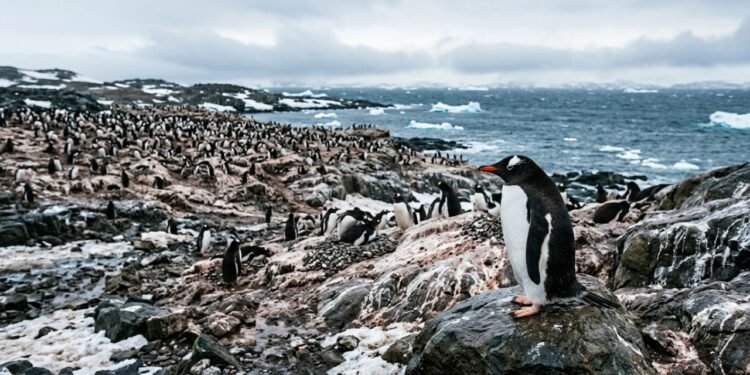 Como as fezes dos pinguins influenciam as nuvens antárticas