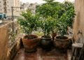 Três árvores para cultivar em vasos na varanda