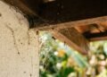O papel de algumas aranhas e teias dentro das casas