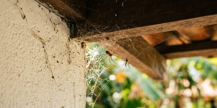 O papel de algumas aranhas e teias dentro das casas