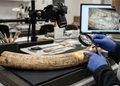O objeto revela habilidades de fabricação desenvolvidas muito antes das primeiras civilizações